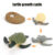 Animal Life Cycle Board Children Toys Montessori Teaching Aids Plant Animal Growth Cycle Model Set preschool cognitive Toys
